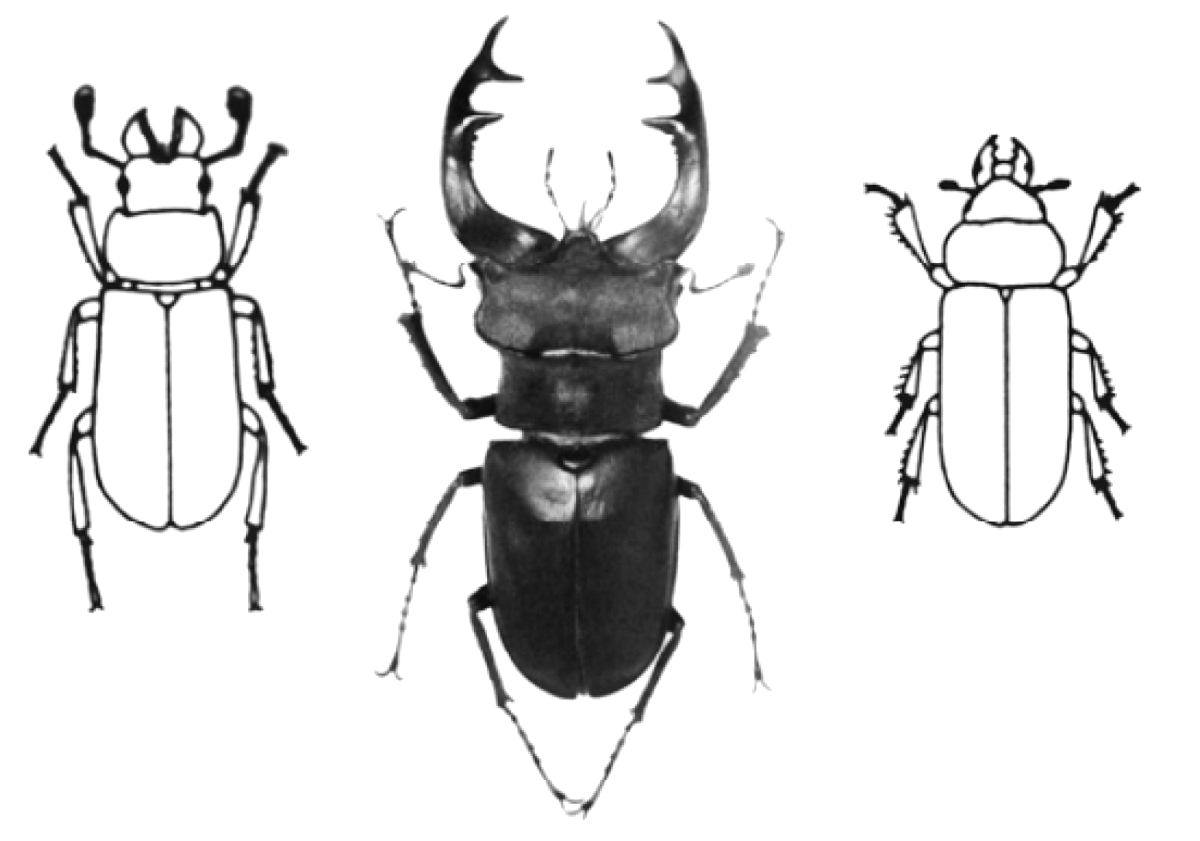 Примеры бионического проектирования машиностроительных изделий
