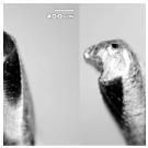 СДВИГОВЫЕ И ТЕПЛОВЫЕ ЯВЛЕНИЯ ПРИ СВЕРЛЕНИИ