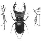 Примеры бионического проектирования машиностроительных изделий